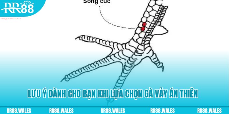 mcw67 xổ số đồng nai